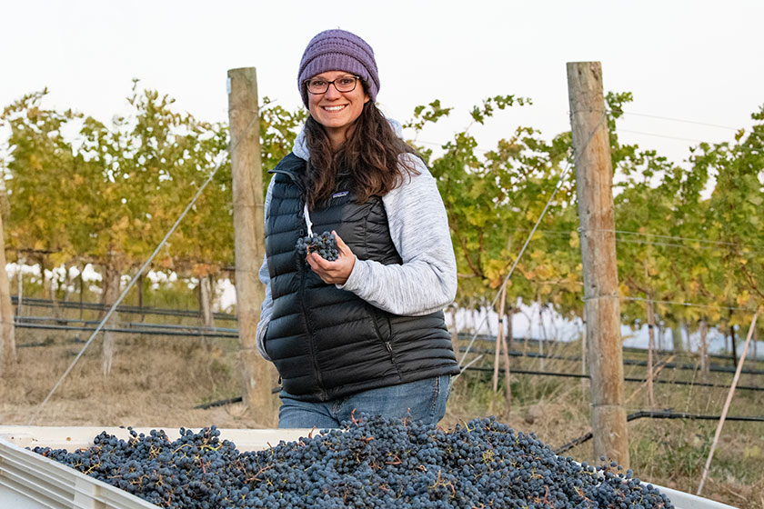 Drone shot of the hillside vineyards in Walla Walla with blue skys in the background