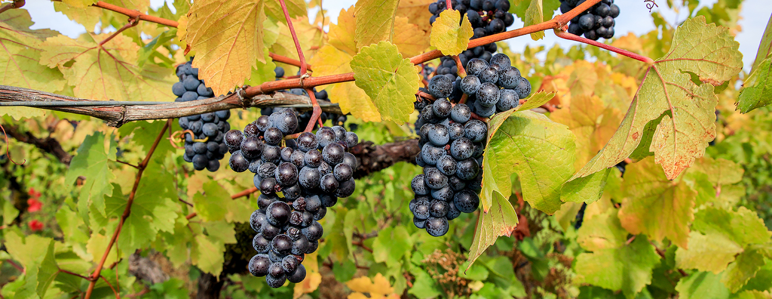 Estate Rosé of Pinot Noir